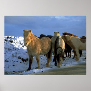 Isländska hästar i Winter Poster