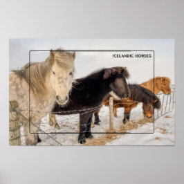 Isländska hästar i Winter Poster