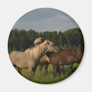 Isländska hästar magnet