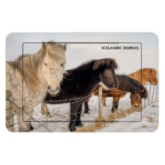 Isländska hästar magnet