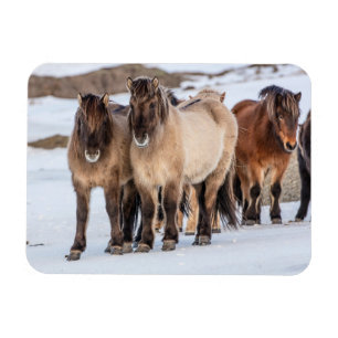 Isländska hästar på vintern nära Höfn, Island Magnet