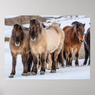 Isländska hästar på vintern nära Höfn, Island Poster