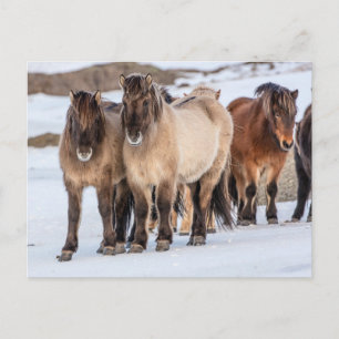 Isländska hästar på vintern nära Höfn, Island Vykort