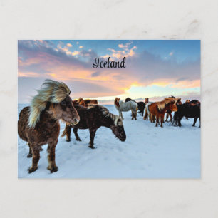 Isländska hästar vykort