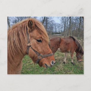 Isländska hästar vykort