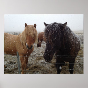 Isländska ponnyer, Island hästar i snö poster