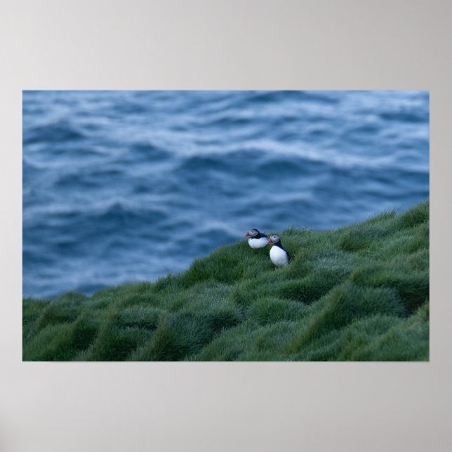 Isländska Puffin Bird Poster (Framsidan)