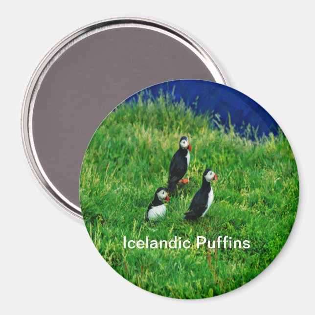 Isländska puffins i sommar magnet (Front/Back)