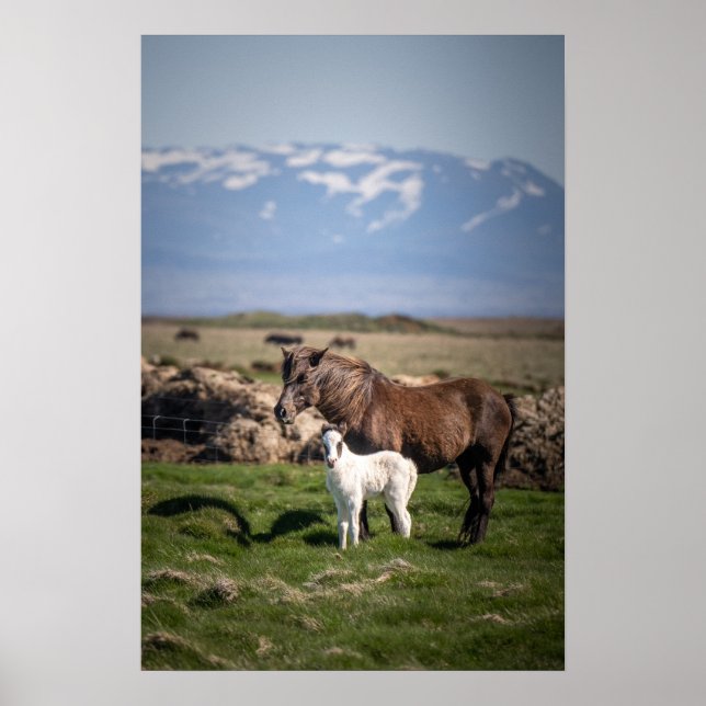 Isländskt Poster av marmor och föl (Framsidan)