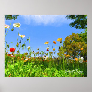Islandspoppy [blomma] poster