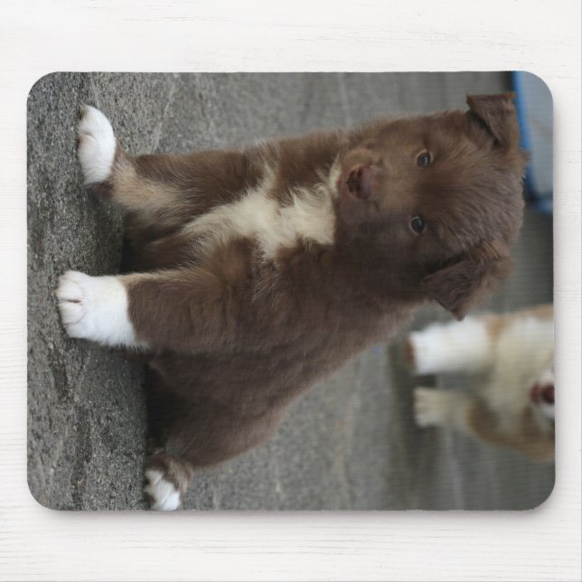 IslandsSheepdog_20171202_by_JAMFoto Musmatta (Framsidan)