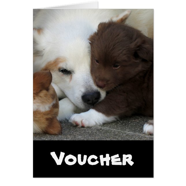 IslandsSheepdog_20171203_by_JAMFoto Hälsningskort (Framsidan)