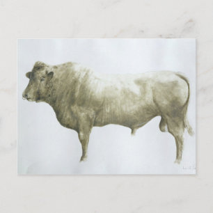 Islay Bull 2004 Vykort