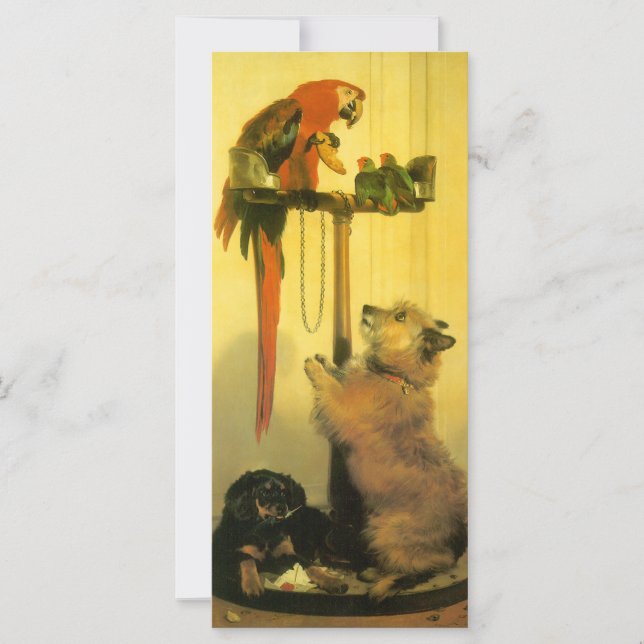 Islay, Tilco, Macaw och Love birds av Landseer (Framsida)