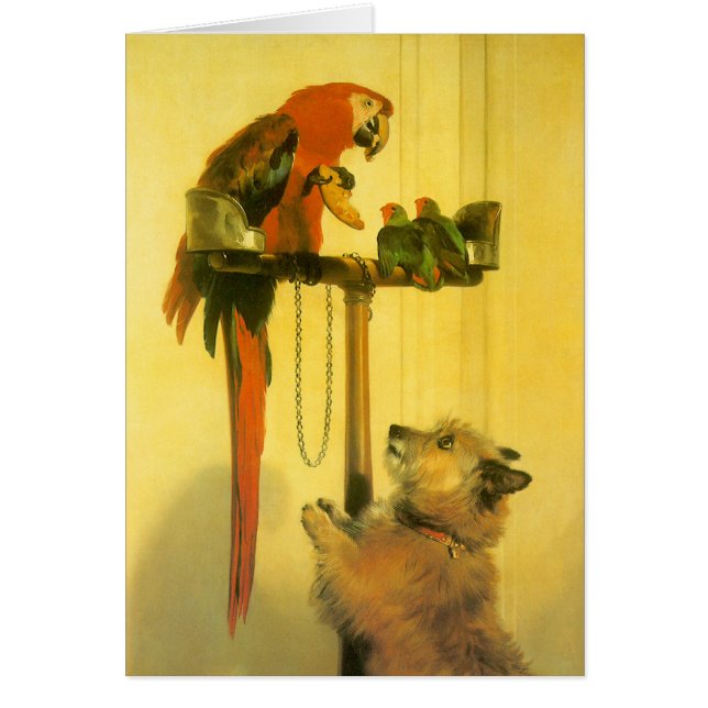 Islay, Tilco, Macaw och Love birds av Landseer Hälsningskort (Framsidan)
