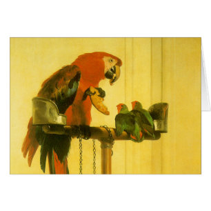Islay, Tilco, Macaw och Love birds av Landseer Hälsningskort