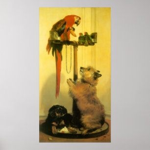 Islay, Tilco, Macaw och Love birds av Landseer Poster