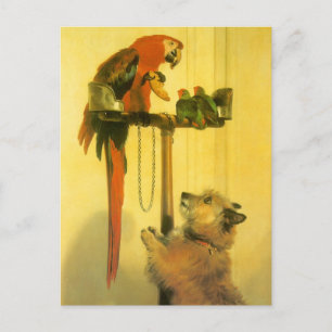 Islay, Tilco, Macaw och Love birds av Landseer Vykort