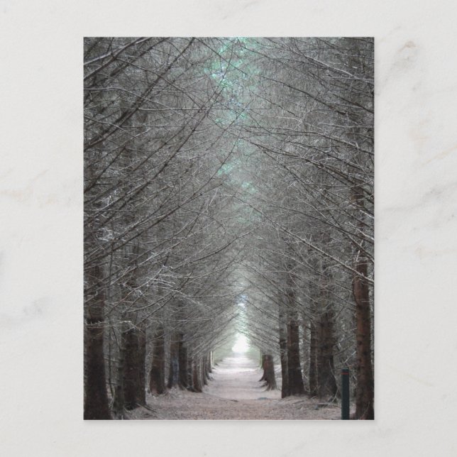 Isle of Mull Forest Vykort (Framsida)