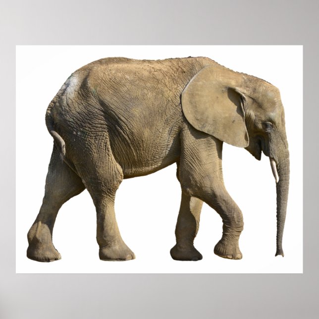 Isolerad afrikansk elefant poster (Framsidan)
