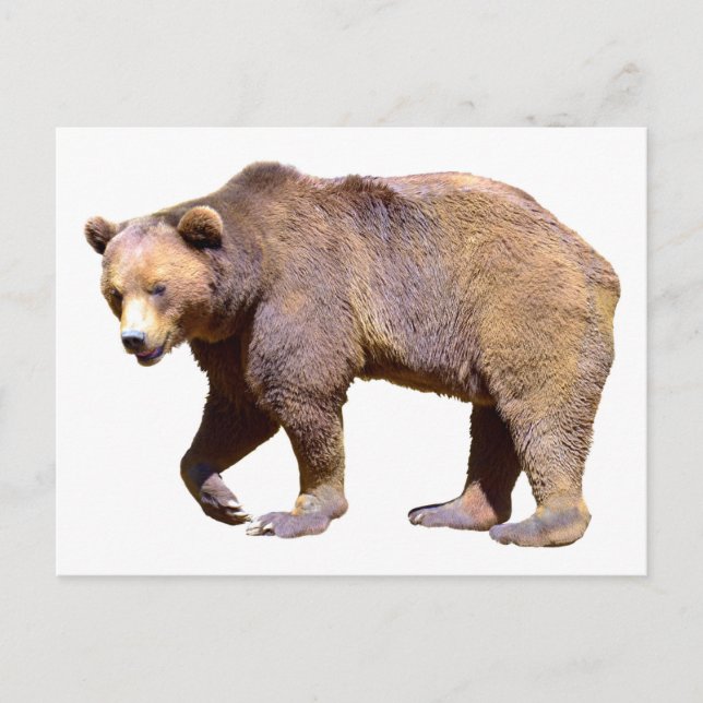 Isolerad av brunbjörn vykort (Framsida)