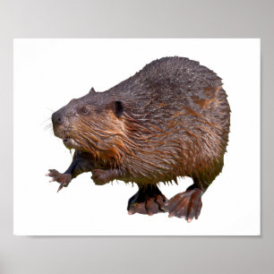 Isolerad av Nordamerikanska Beaver-vykortstorget Poster