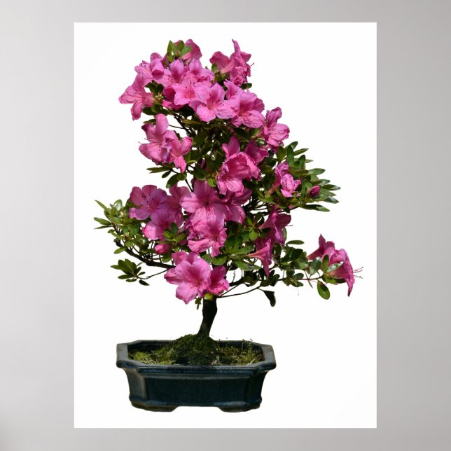 Isolerad bonsai rhododendron-blomning poster (Framsidan)