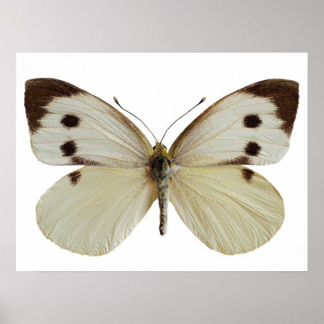 Isolerad brun (Large White Butterfly) Poster (Framsidan)