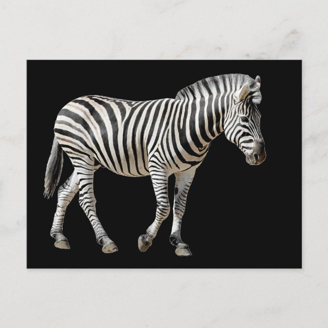 Isolerad Burchell-zebra Vykort (Framsida)
