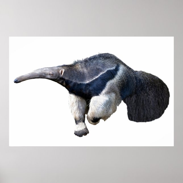 Isolerad jätte Anteater promenad Postcard T-Shirt Poster (Framsidan)