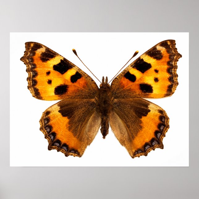 Isolerad liten tortoiseshell-fjäril poster (Framsidan)