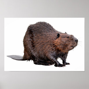Isolerad nordamerikansk Beaver Poster
