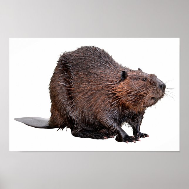 Isolerad nordamerikansk Beaver Poster (Framsidan)