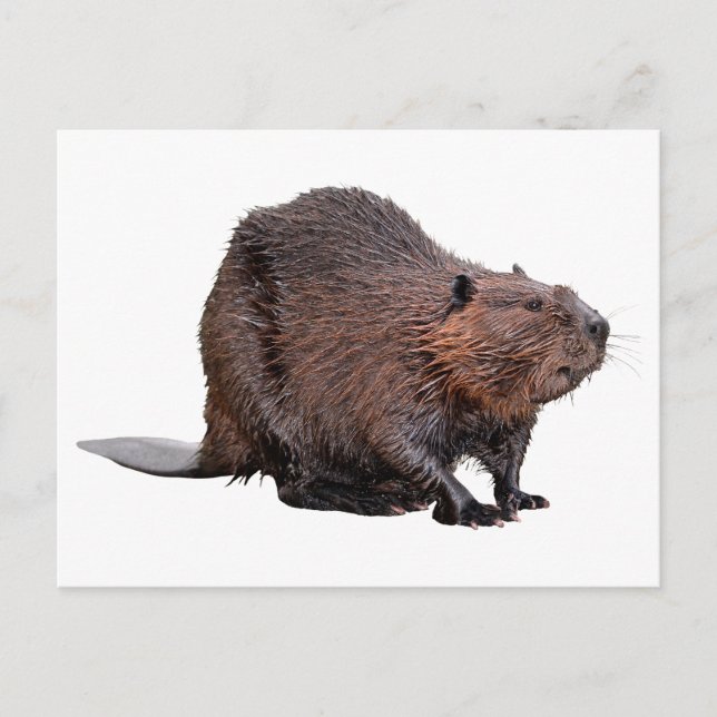 Isolerad nordamerikansk Beaver Vykort (Framsida)