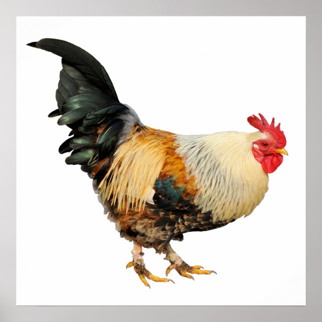 Isolerad tupp poster (Framsidan)