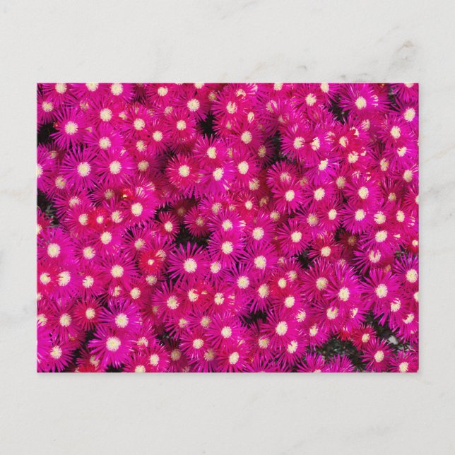 Isplantor Vykort (Framsida)