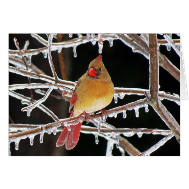 IsPrincess Hälsningskort (Framsidan Horizontal)