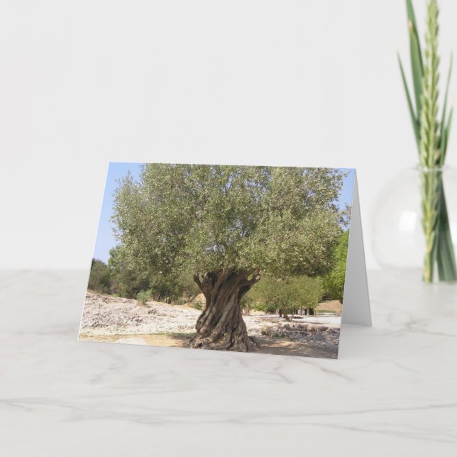Israel Olive Träd Kort (Framsida)