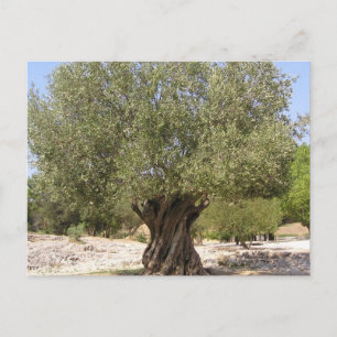 Israel Olive Träd Vykort