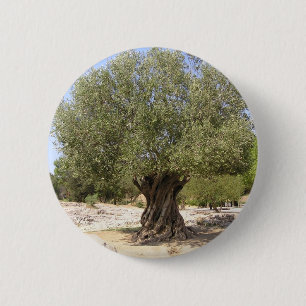 Israel olivträd knapp
