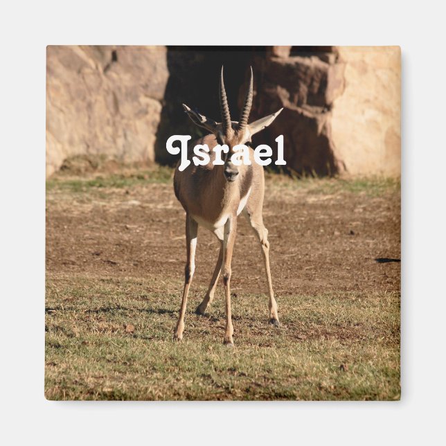 israelisk Gazelle Magnet (Framsidan)