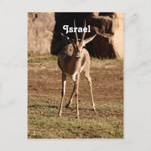 israelisk Gazelle Vykort