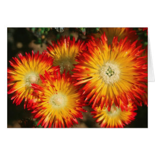 Isväxter (Lampranthus Aureus) I Blom Hälsningskort