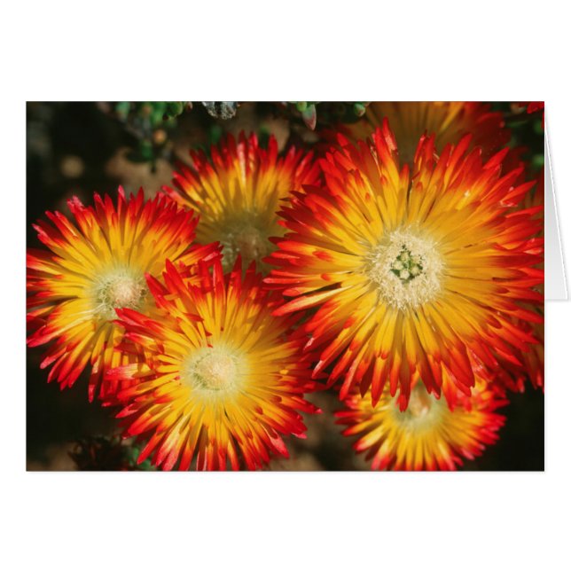 Isväxter (Lampranthus Aureus) I Blom Hälsningskort (Framsidan Horizontal)