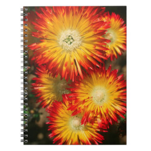 Isväxter (Lampranthus Aureus) I Blomning Anteckningsbok Med Spiral