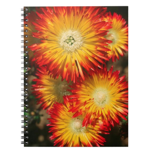 Isväxter (Lampranthus Aureus) I Blomning Anteckningsbok Med Spiral (Framsidan)