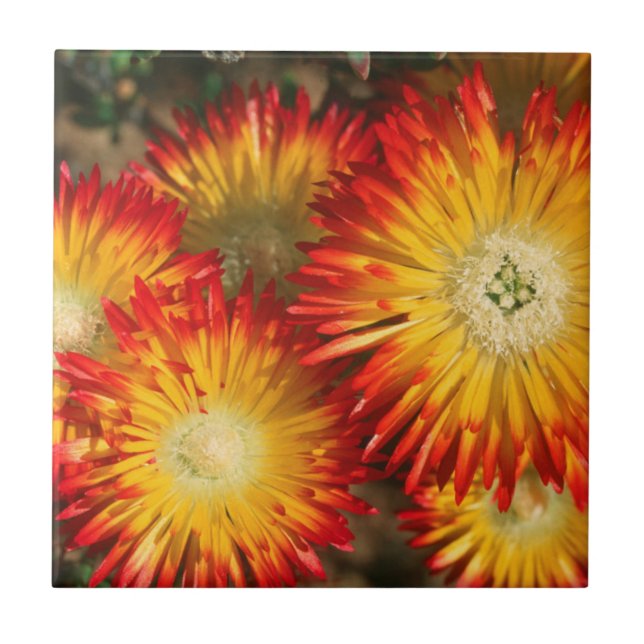 Isväxter (Lampranthus aureus) i blomning Kakelplatta (Framsidan)