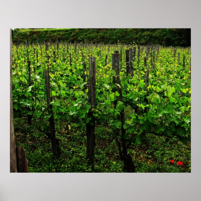 ITALIAN VINEYARD POSTER (Framsidan)