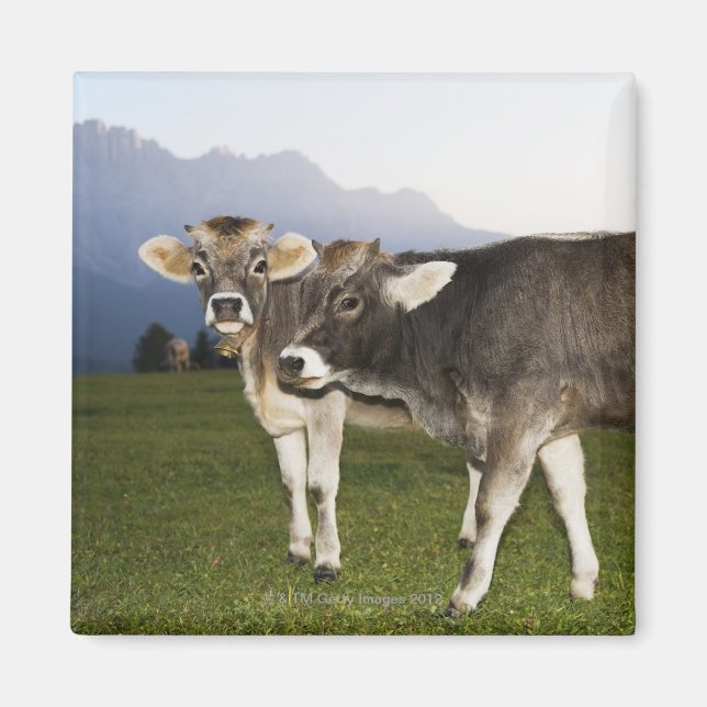 Italien, Alto Adige Magnet (Framsidan)
