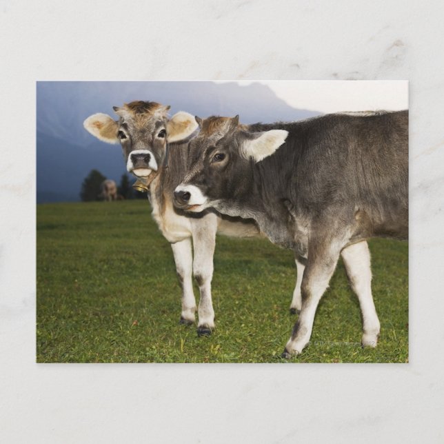 Italien, Alto Adige Vykort (Framsida)